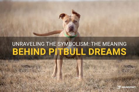 The Hidden Meaning Behind Pitbull Lyrics 